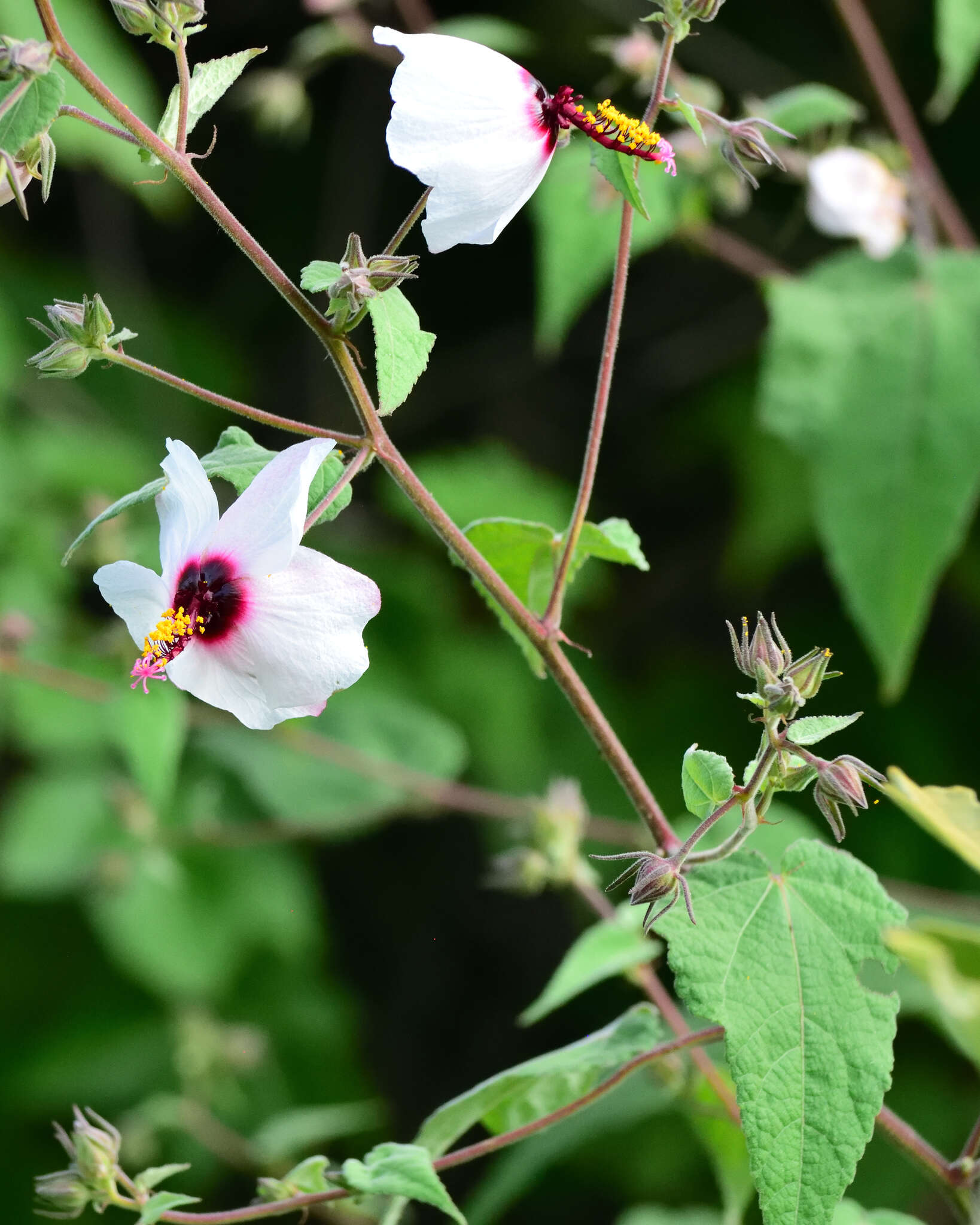 Image of Pavonia oxyphylla (Mocino & Sesse ex De Candolle) P. A. Fryxell