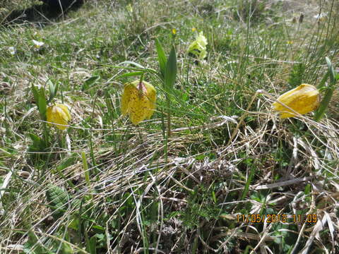 Image of Fritillaria collina Adam