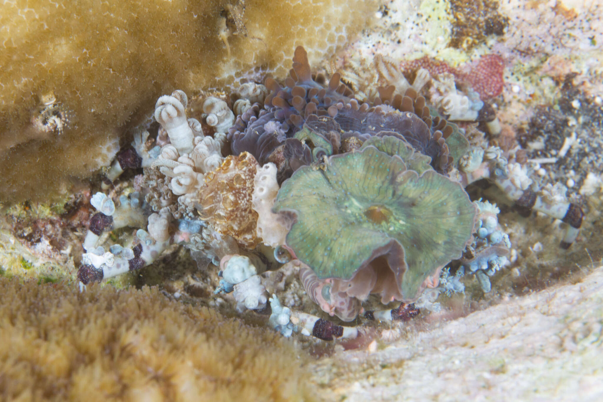 Image of Cyclocoeloma Miers 1880