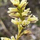 Image of Pouched leek orchid