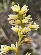 Image of Pouched leek orchid