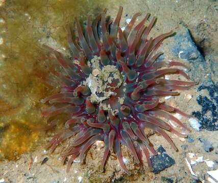 Image of Northern red anemone