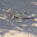 Image of Fringe-toed Sand Lizard