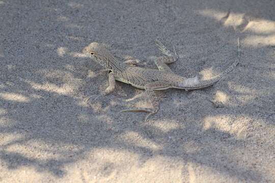 Image of Fringe-toed Sand Lizard