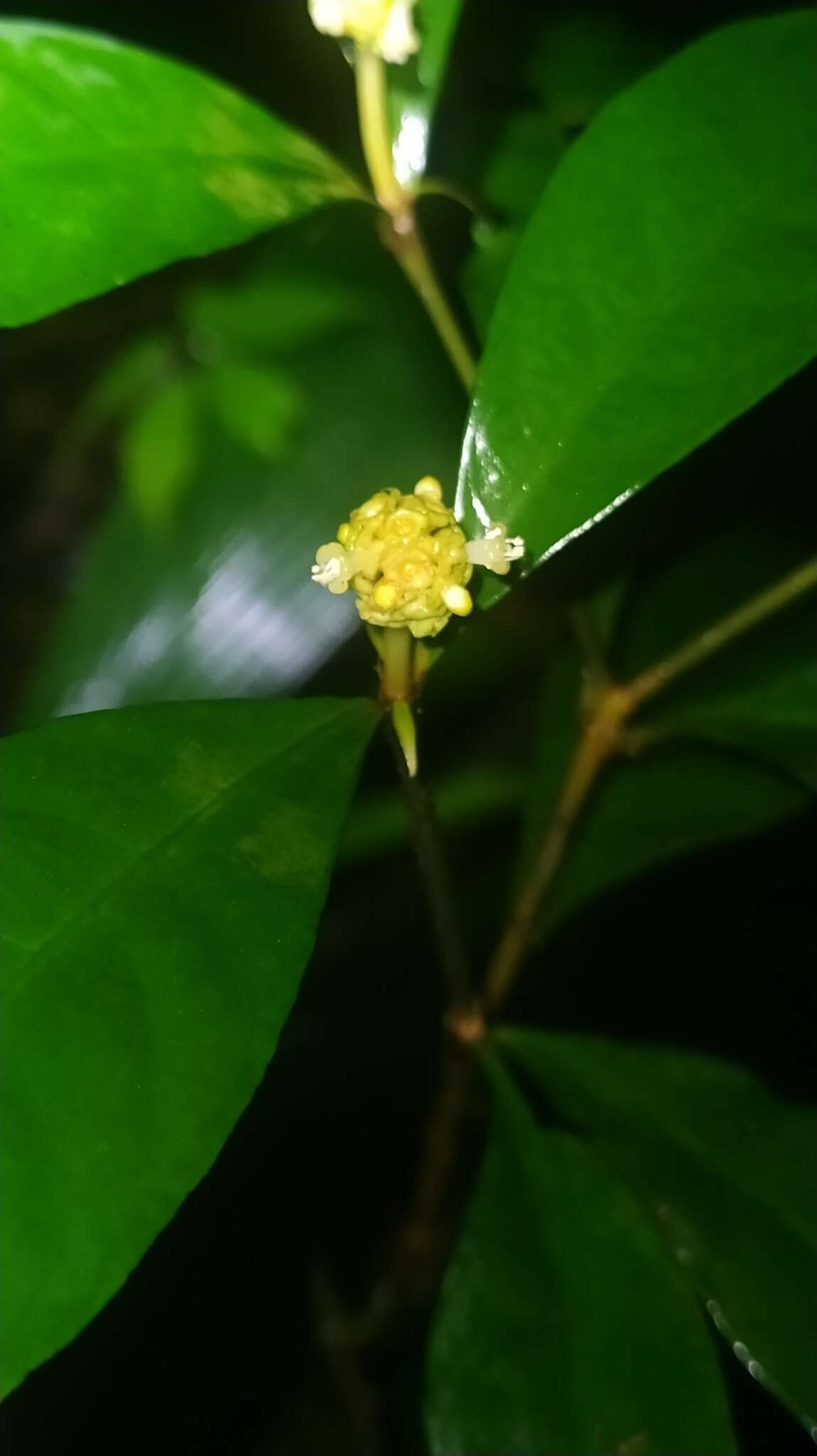 Image of Eumachia guianensis (Bremek.) Delprete & J. H. Kirkbr.