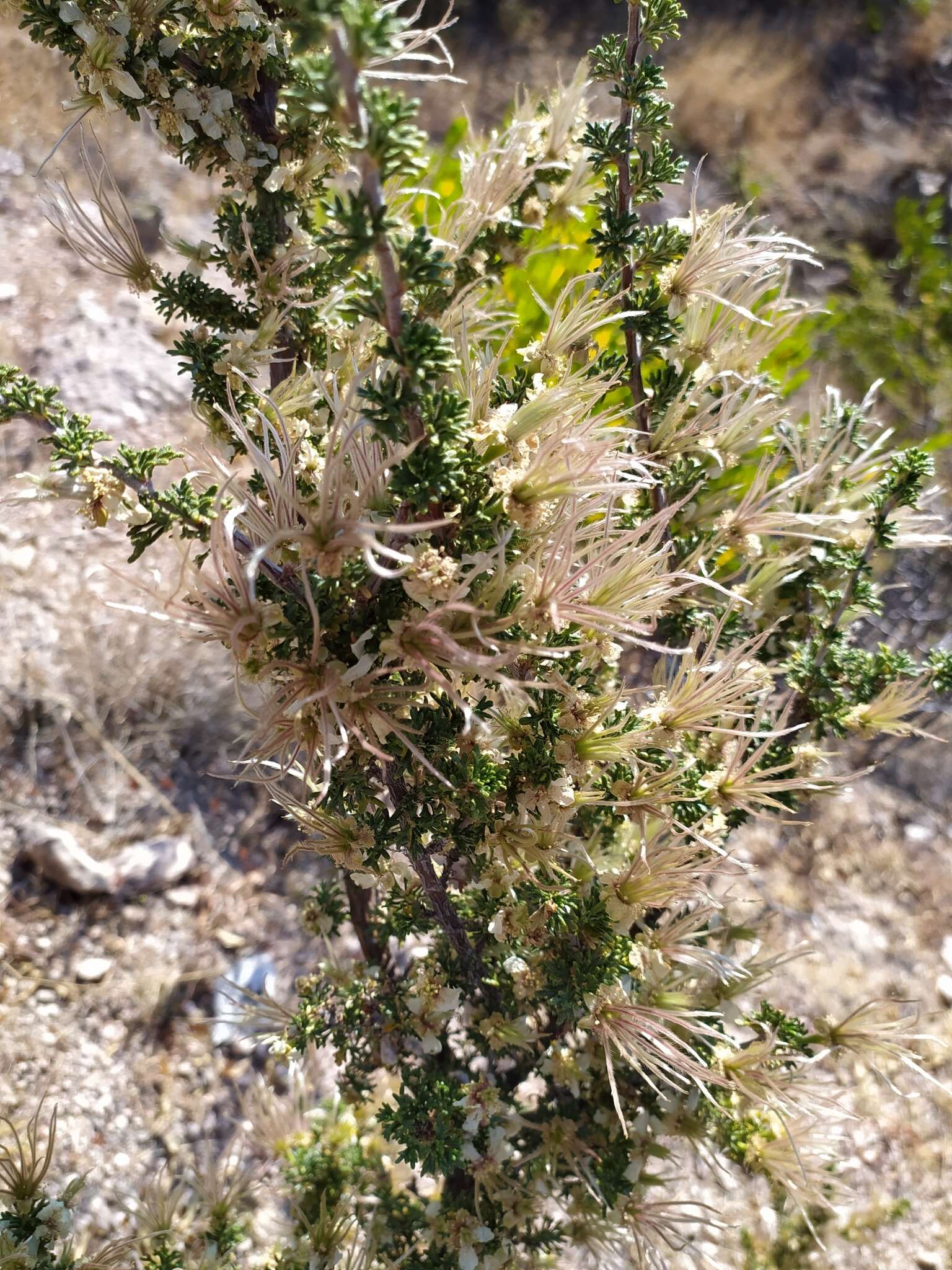 Image of Mexican cliffrose
