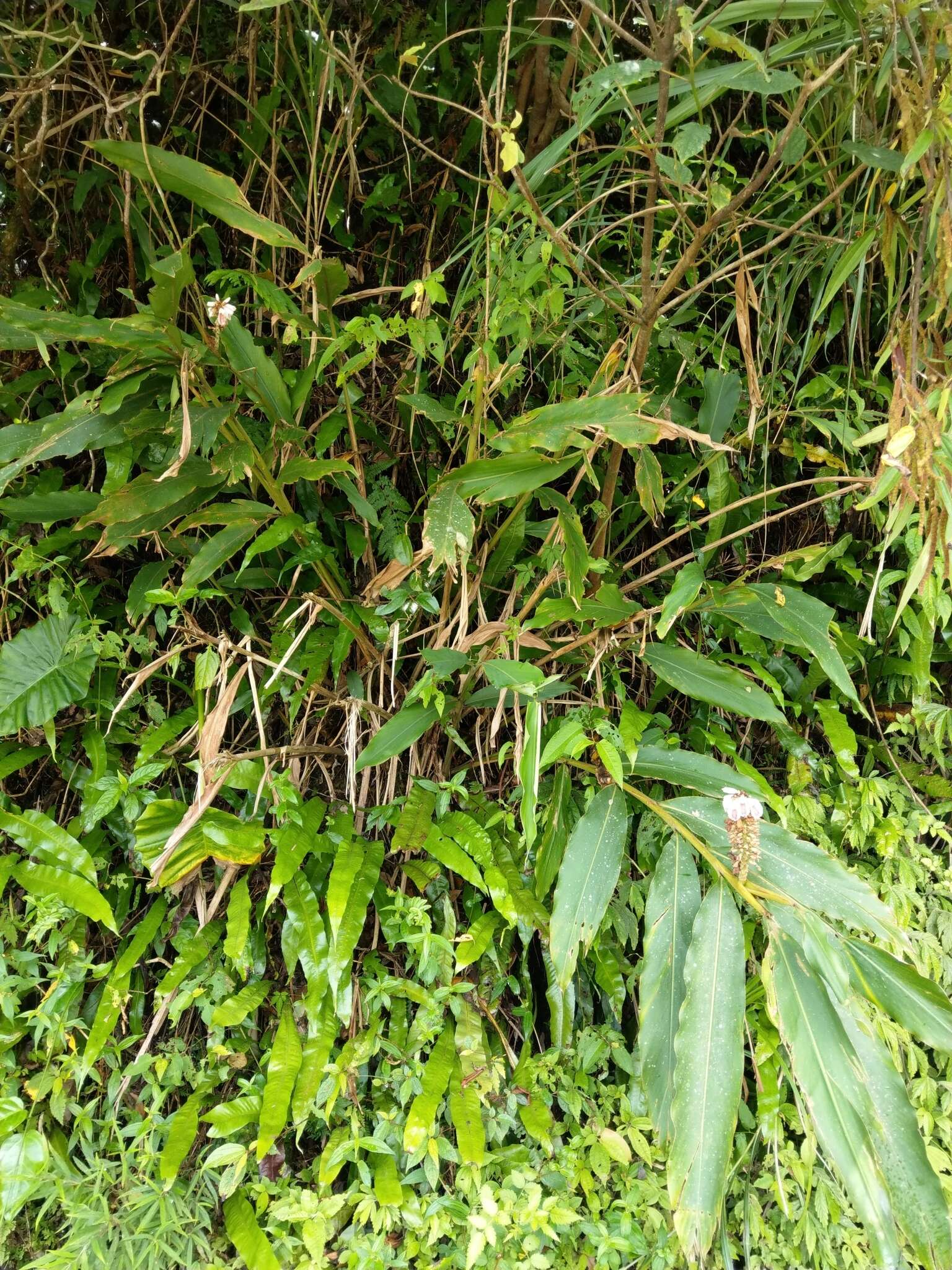 Image of Alpinia shimadae Hayata