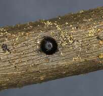 Image of Black twig borer