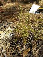 Image of graceful bedstraw