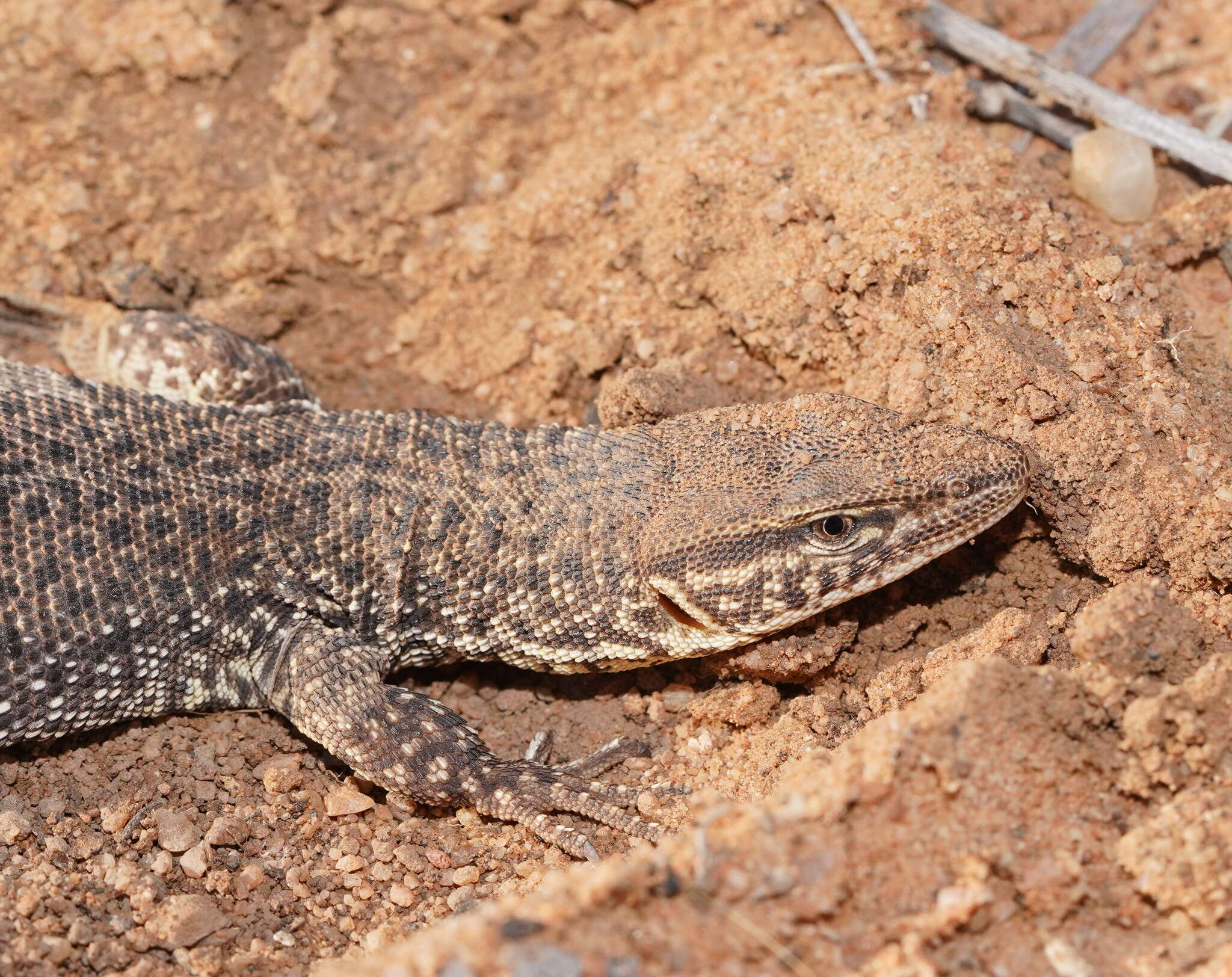 Imagem de Varanus storri Mertens 1966