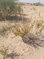 Image of Ephedra strobilacea Bunge