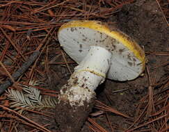 Image of Amanita aprica J. Lindgr. & Tulloss 2005