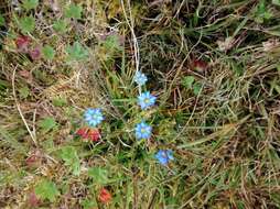 Image of Gentiana sedifolia Kunth