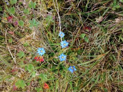 Image of Gentiana sedifolia Kunth