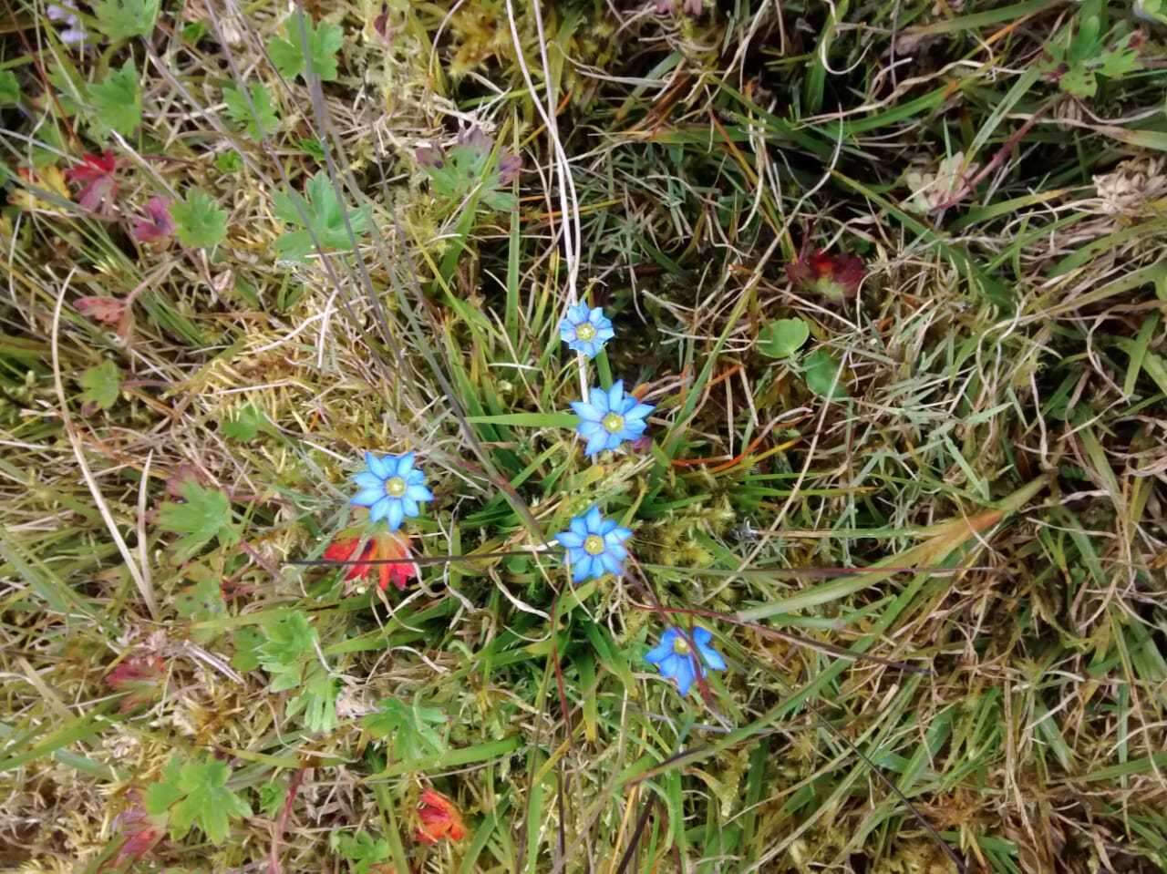 Image of Gentiana sedifolia Kunth