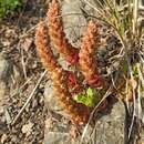 Sivun Orostachys malacophylla var. aggregata (Makino) H. Ohba kuva