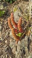 Image of Orostachys malacophylla var. aggregata (Makino) H. Ohba