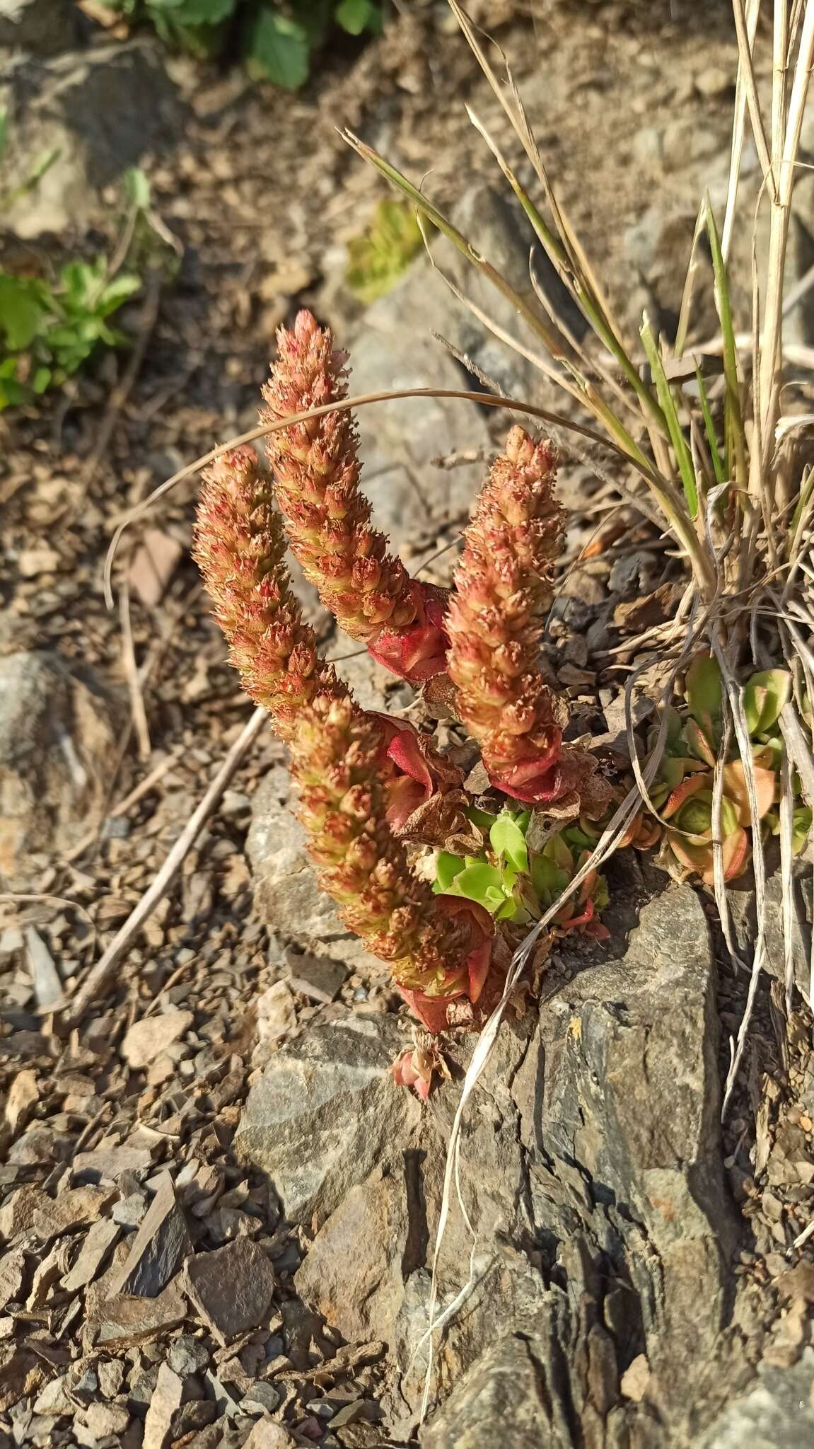 Image of Orostachys malacophylla var. aggregata (Makino) H. Ohba