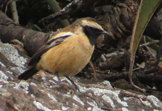 Image of Campicoloides Roberts 1922