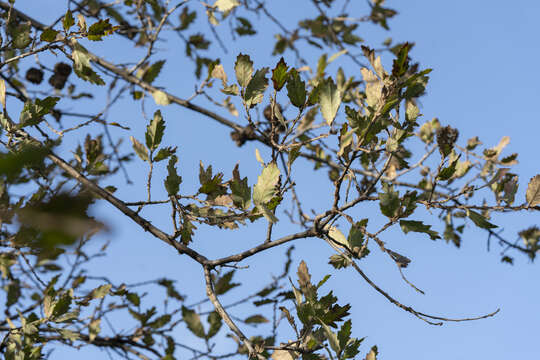 Image of Vallonea oak