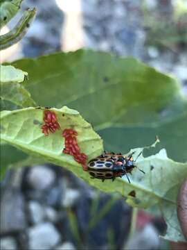 Image of Chrysomela (Macrolina) laurentia Brown 1956