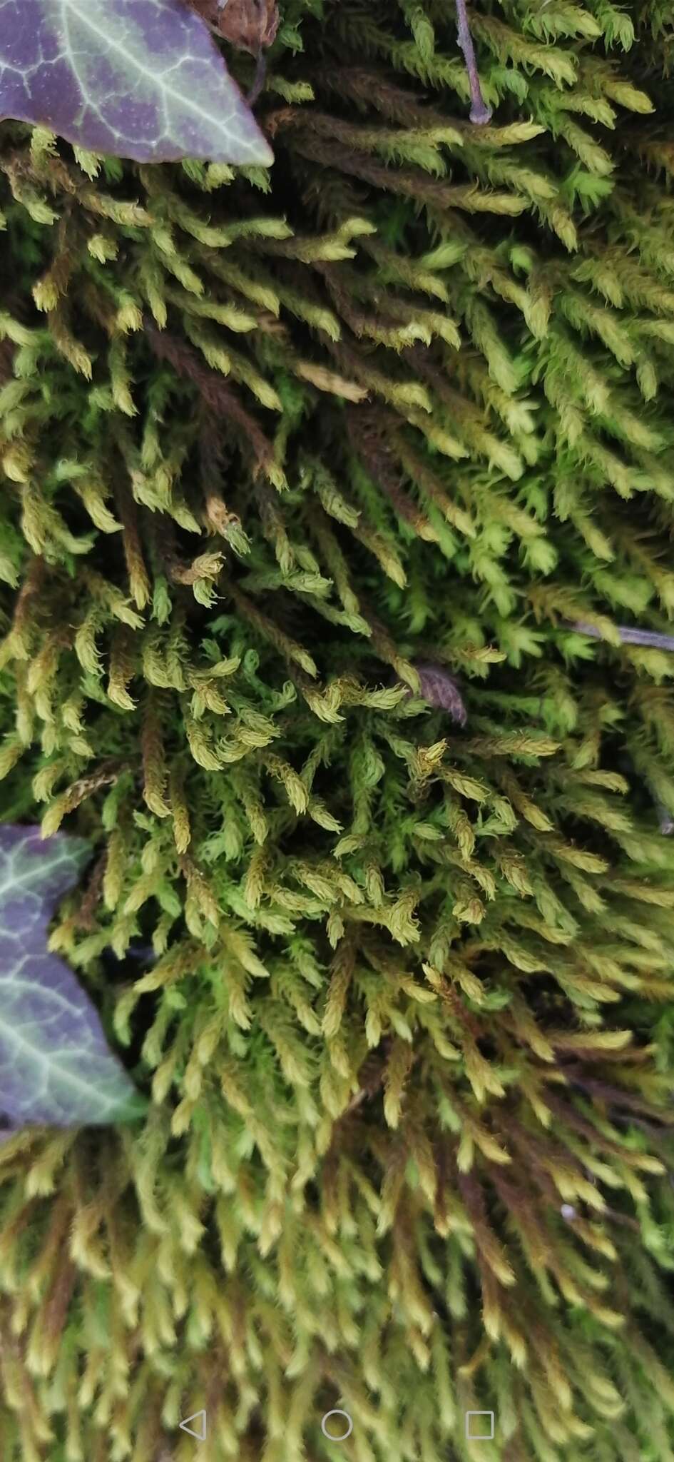 Image of rambling tail-moss