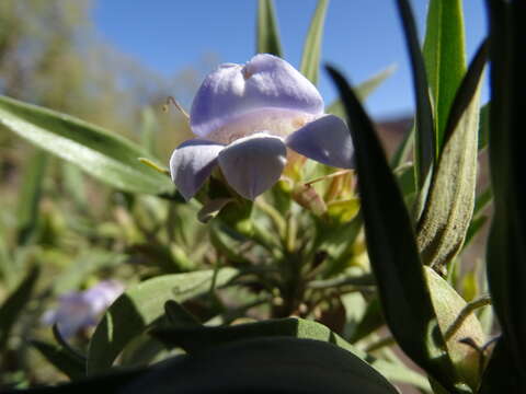 Image de Eremophila freelingii F. Muell.