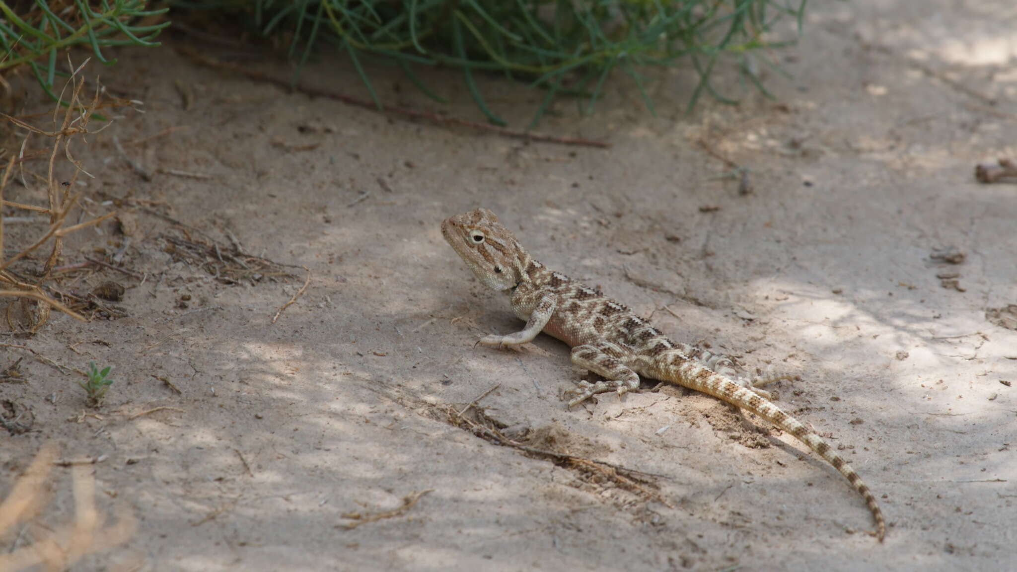 Image of Steppe Agama