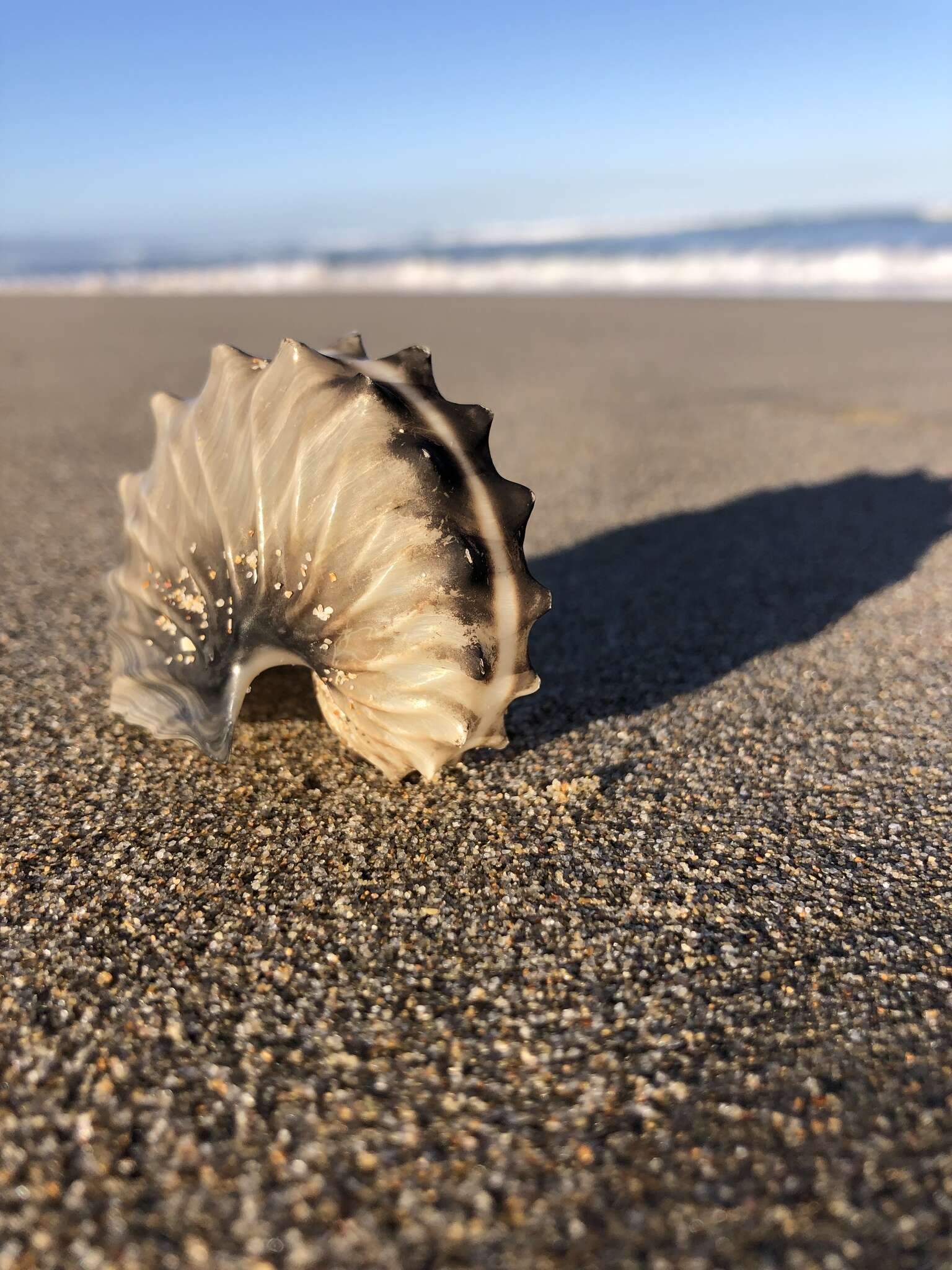 Image of argonauts and paper nautiluses