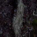 Image of Vancouver witch's hair lichen