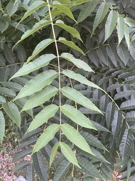 Image of Toona sinensis (A. Juss.) M. Roem.