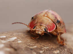 صورة <i>Paropsis charybdis</i>