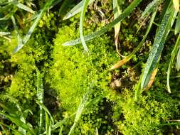 Image of barbula moss