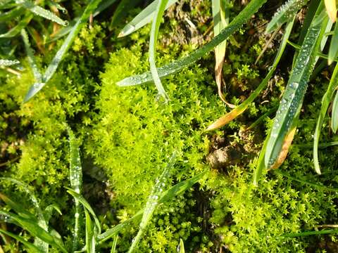 Image of barbula moss