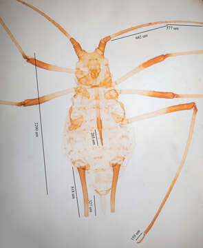 Image of Aphid