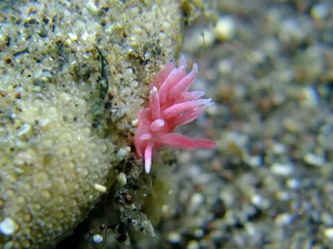 Image of Okenia hiroi (Baba 1938)