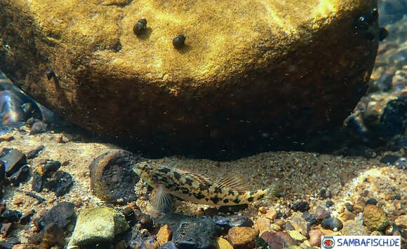 Image of Alabama darter