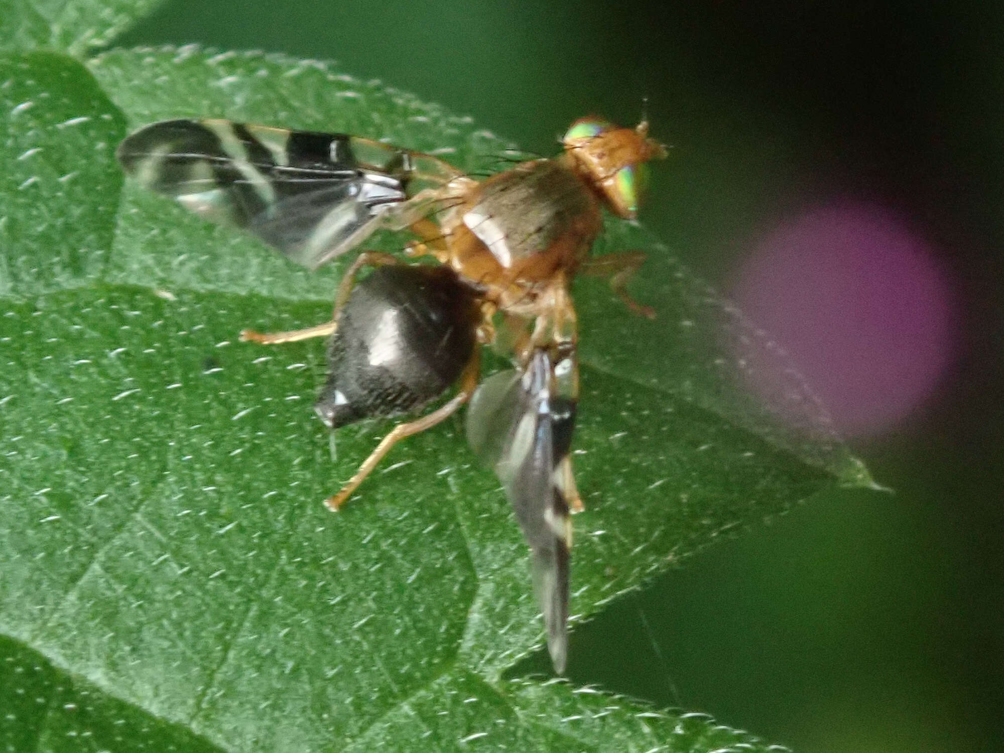 Image of Philophylla caesio (Harris 1780)