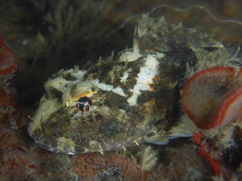 Image of Bonehead sculpin