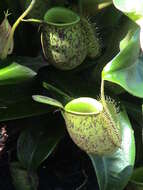 Image of Flask-Shaped Pitcher-Plant