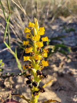 Image of Corycium crispum (Thunb.) Sw.