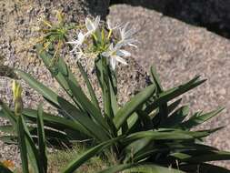 Imagem de Pancratium illyricum L.