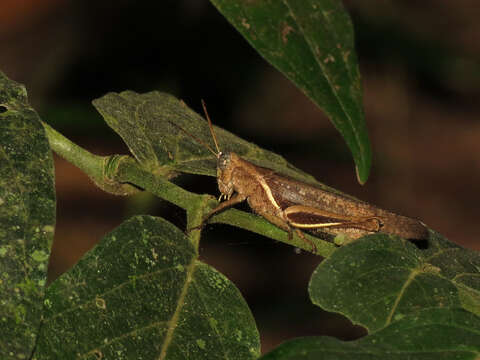 Image of Abracris flavolineata (De Geer 1773)