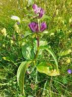 Image of Gentiana pannonica Scop.