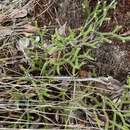 Image of Hair-Tip Ground-Pine