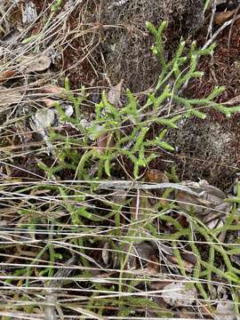 Слика од Lycopodium venustulum Gaud.