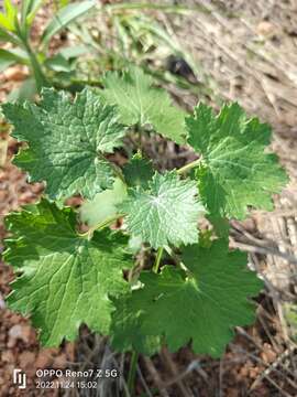 Image of Cineraria deltoidea Sond.