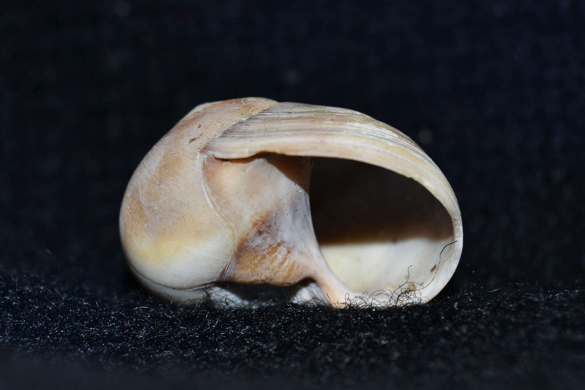 Image of lobed moonsnail