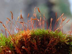 Image of bryoerythrophyllum moss