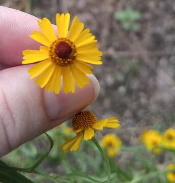 Image of pretty sneezeweed